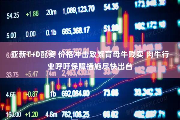 亚新T+0配资 价格冲击致繁育母牛贱卖 肉牛行业呼吁保障措施尽快出台